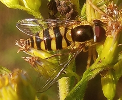 Epistrophella emarginata