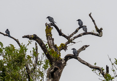 Coracina striata panayensis