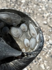 Crepidula plana