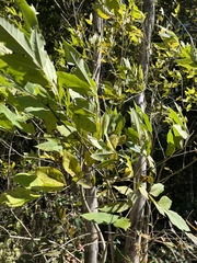 Fraxinus pennsylvanica