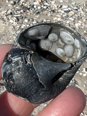 Crepidula plana