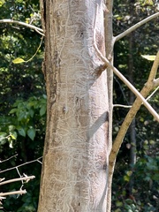 Fraxinus pennsylvanica