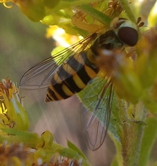 Epistrophella emarginata