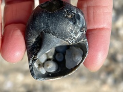 Crepidula plana