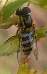 Epistrophella emarginata