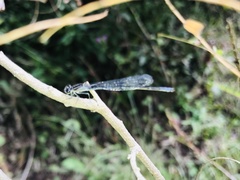 Argia translata