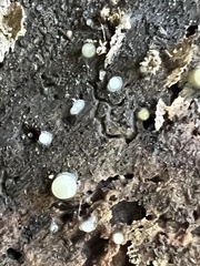 Helicogloea compressa