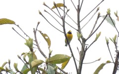 Euphonia minuta