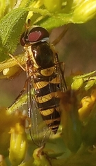 Epistrophella emarginata