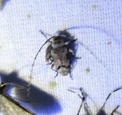 Sternidius mimeticus