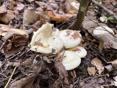 Hygrophorus chrysodon