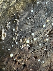 Helicogloea compressa