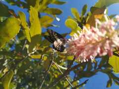 Catasticta nimbice