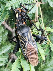 Pachylis gigas