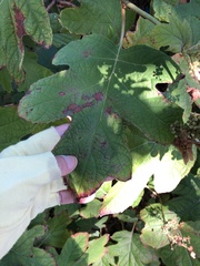 Cercospora hydrangeae