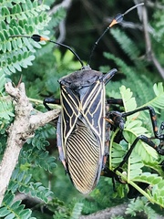 Pachylis gigas