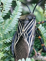 Pachylis gigas