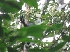 Chamaepetes unicolor