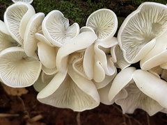 Pleurocybella porrigens