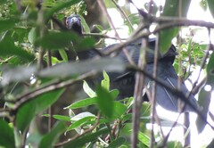 Chamaepetes unicolor