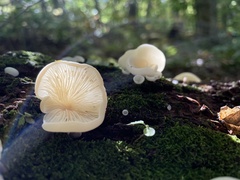 Pleurocybella porrigens