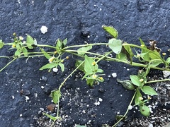 Galinsoga parviflora