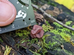 Ascocoryne cylichnium