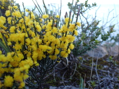 Acacia spinescens