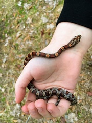 Pantherophis guttatus