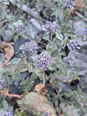 Ziziphora clinopodioides