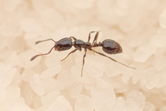 Monomorium minimum