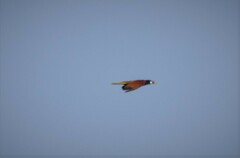 Psarocolius montezuma