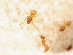 Lasius xerophilus