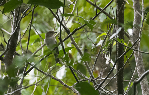White-vented Whistler (Pachycephala homeyeri), photo 2