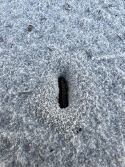Lasius xerophilus