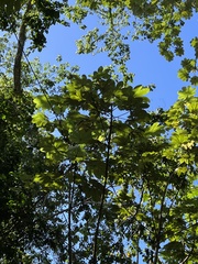 Cecropia schreberiana