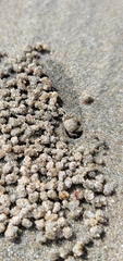 Dotilla wichmanni