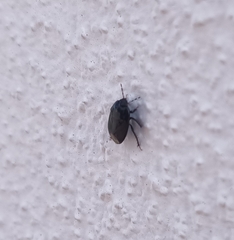 Macroscytus brunneus