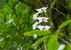 Phalaenopsis aphrodite