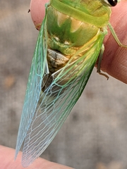 Neotibicen superbus