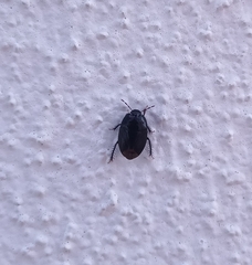 Macroscytus brunneus