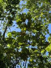 Cecropia schreberiana