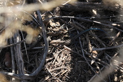 Aspidoscelis hyperythrus