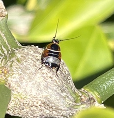 Ellipsidion australe