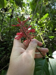 Odontonema cuspidatum