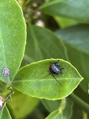 Ellipsidion australe