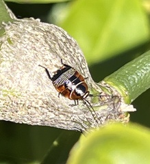 Ellipsidion australe