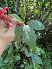 Odontonema cuspidatum