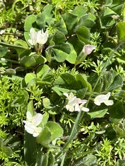 Trifolium subterraneum