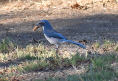 Aphelocoma californica